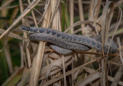 Kirtland's snake basking up in grass 