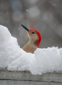 Red-bellied Woodpecker macro head portrait in snow 