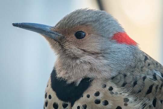 Northern Flicker bird head macro portrait