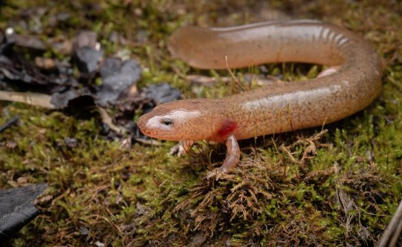 Larval Northern Spring salamander macro portrait on moss 