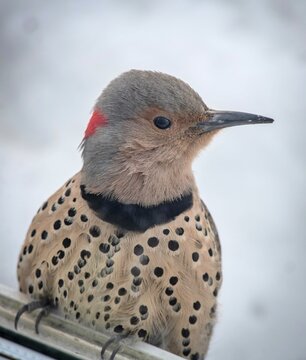 Northern Flicker bird macro portrait in snow 