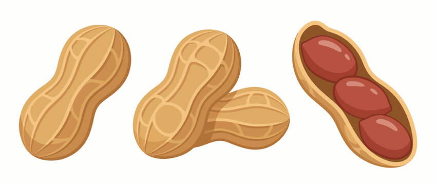 A detailed illustration showcasing peanuts in their shells and out. The arrangement highlights the contrast between the hard shell and the soft, nutritious nut inside.