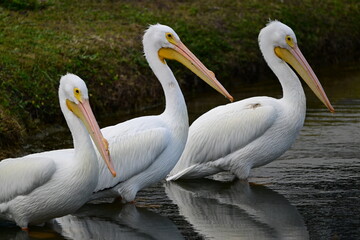 three American White Pelicans waiting patiently for fish, annual late winter appearance in Palmetto, Florida © michael