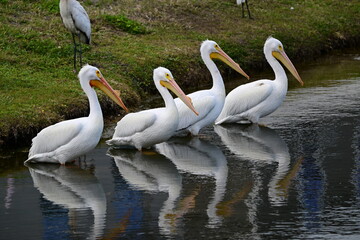 four American White Pelicans, huge waterbird with massive bill and voracious fish eater © michael