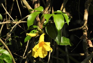 Obraz premium Flor amarela