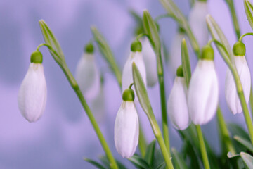 flowers snowdrops. Snowdrop flowers with delicate white petals and green tips, clustered together against a soft purple background, showcasing early spring beauty and natural elegance