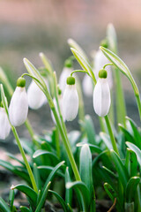 flowers snowdrops. Snowdrop flowers with white petals and green tips growing among lush green leaves in a natural outdoor setting during early spring season