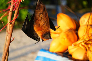 Fototapeta premium View of a Seychelles fruit bat, also called flying fox, hanging upside down near coconuts
