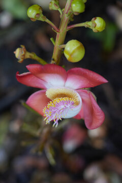View of pink flowers on a cannonball tree, Couroupita guianensis