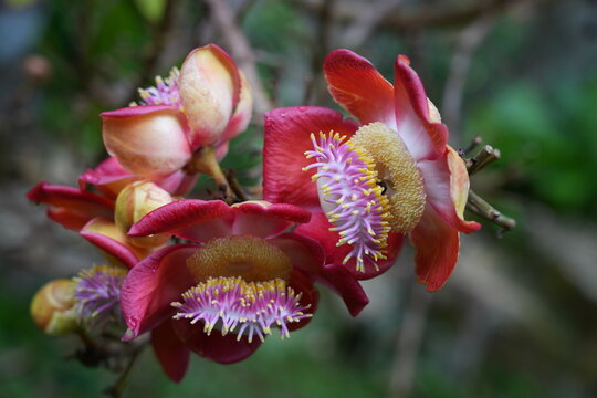 View of pink flowers on a cannonball tree, Couroupita guianensis