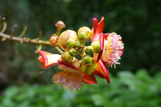 View of pink flowers on a cannonball tree, Couroupita guianensis