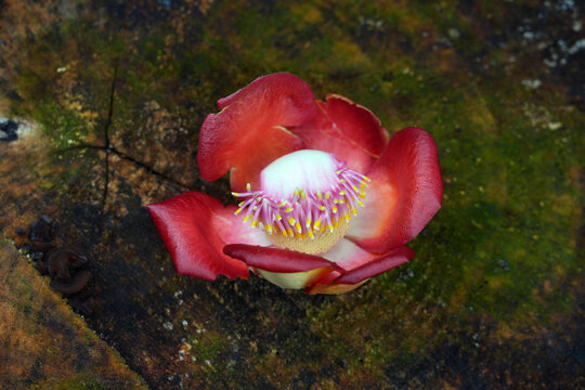 View of pink flowers on a cannonball tree, Couroupita guianensis