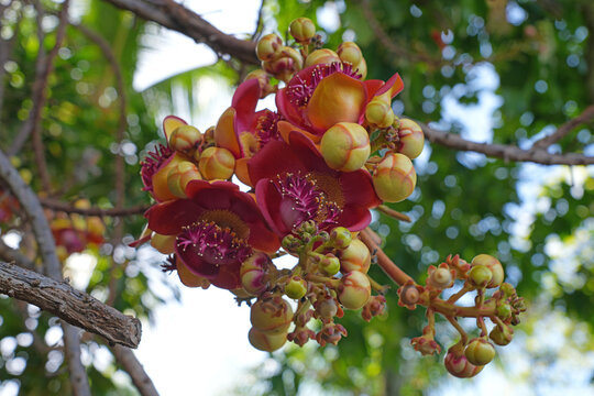 View of pink flowers on a cannonball tree, Couroupita guianensis