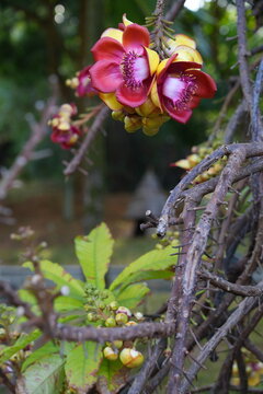 View of pink flowers on a cannonball tree, Couroupita guianensis