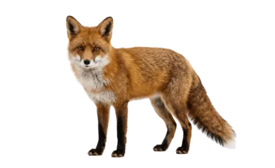 red fox isolated on white background © Mdlina