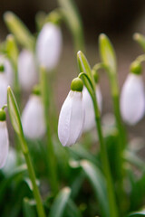 flowers snowdrops. Snowdrop flowers with delicate white petals and green stems growing in a garden, showcasing early spring blooms against a blurred natural background