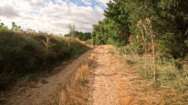 French Way of Saint James - dirt road along the Pisuerga river leaving Itero del Castillo, comarca of Odra-Pisuerga, province of Burgos, Castile and Leon, Spain