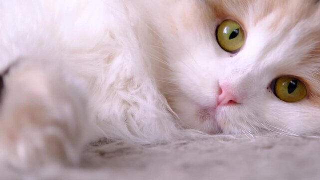Scottish Fold long-haired cat closeup, slow motion, careful look into camera, occasional side glances, expressive portrait, usable for brand promo, emotional pet posts, mood videos, wellness screens