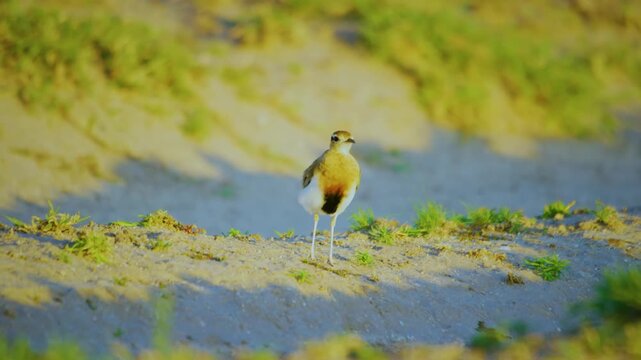 The southern lapwing (vanellus chilensis) is a wader in the order charadriiformes.