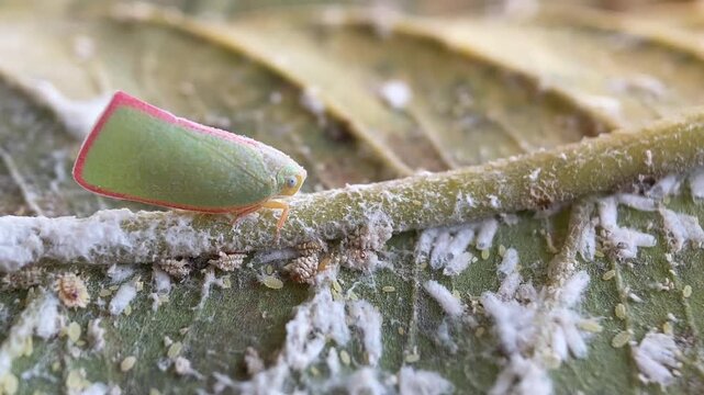 Green Flatid Planthopper with Pink Margins Amid White Fluffy Wax on Leaf