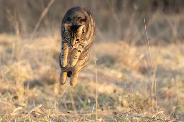 Katze im Mäusesprung © Nadine Haase