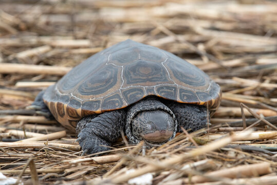 Northern Diamondback Terrapin