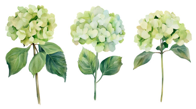 Three watercolor hydrangea stems with pale green petals and green leaves, isolated on white background