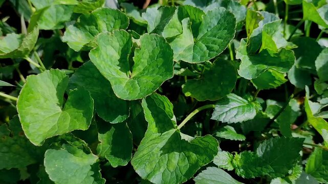 A plant, specifically Centella Asiatica, commonly known as Gotu kola. It showcases the green leaves of this herbaceous vegetable, which is often found in gardens and fields. Selective focus. 