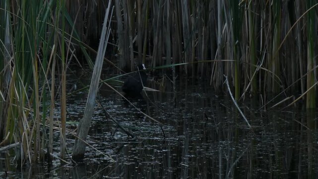 Black Eurasian coot (Fulica atra), a medium-sized water bird, standing still and preening its plumage among reeds. Overcast atmosphere, natural lighting. Intricacy and Resilience.