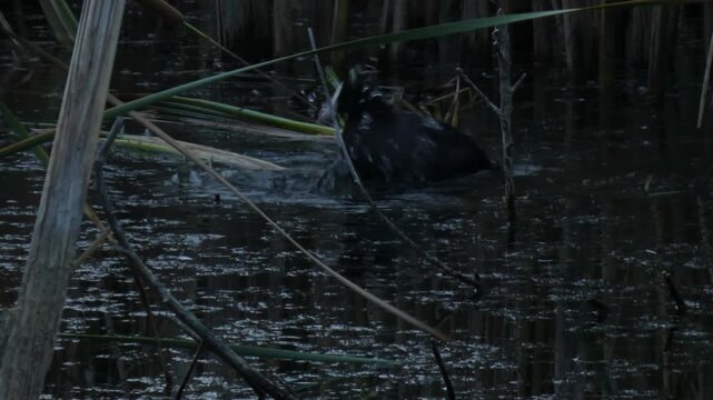 Black Eurasian coot (Fulica atra), a medium-sized waterfowl, splashing in water and flapping its wings while bathing in a dark marsh. Twilight atmosphere, low key. Vitality and Resilience.