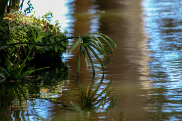 Obraz premium palm trees reflected in water