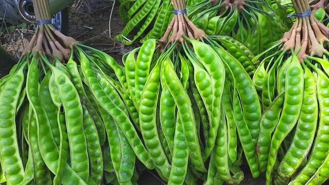 Footage of fresh petai vegetables, petai harvest ready for sale, various kinds of vegetables. Selective focus.