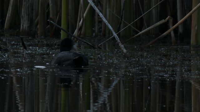 Eurasian coot (Fulica atra) moving slowly through dark reflective swamp water at dusk. Twilight atmosphere, low key. Medium shot. Solitude and Intricacy.