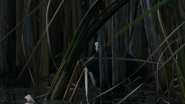 Eurasian coot (Fulica atra) cleaning its black feathers while obscured by thick reed stalks. Twilight atmosphere, low key. Medium shot. Self Care and Survival.