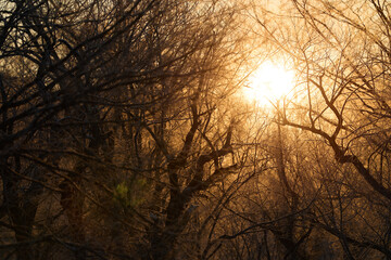 森から見る朝日
