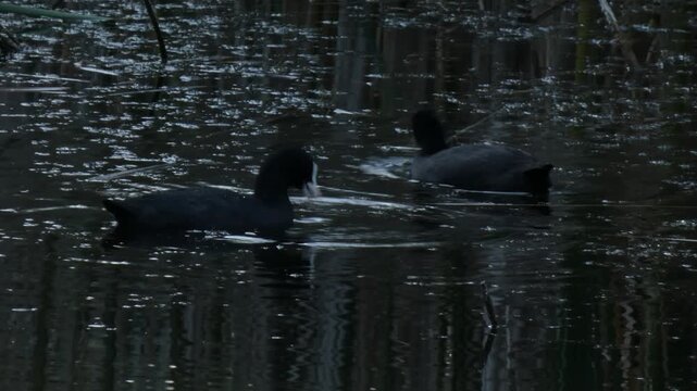 Pair of Eurasian coots (Fulica atra) swimming and searching for food together on the lake surface. Overcast atmosphere, natural lighting. Medium shot. Environmental Awareness and Daily Routine.