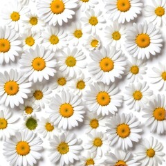 Fototapeta premium Chamomile flowers collection on white. Set of colorful Chamomile or Daisy flowers background, top view. Floral pattern.