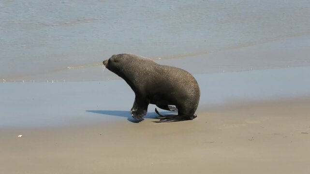 On the Pacific coast of New Zealand at Otago peninsula fur seal run on the beach towards ocean. Amazing wild nature scene.