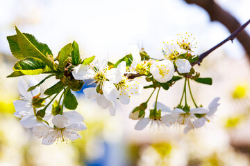 Close view of cherry blossom branch with white flowers and young green leaves in bright spring sunlight. Seasonal nature growth concept.