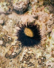Close-up of a dark sea urchin in its natural habitat, clinging to a rock under the clear water. Sharp spines and intricate textures of the Mediterranean seabed are visible
