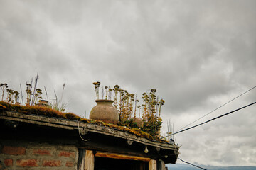 Fototapeta premium Green roof with plants and clay pot on rustic countryside house