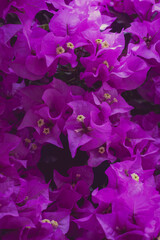Bougainvillea