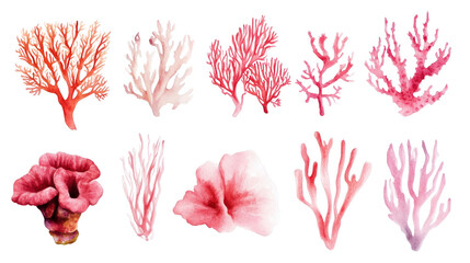 Watercolor pink coral illustrations on transparent background, various coral shapes and seaweed elements, artistic botanical marine collection