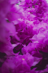 Bougainvillea