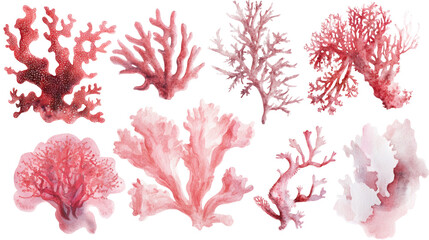 Watercolor pink coral illustrations on transparent background, various coral shapes and seaweed elements, artistic botanical marine collection