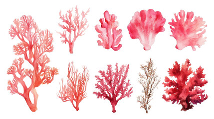 Watercolor pink coral illustrations on transparent background, various coral shapes and seaweed elements, artistic botanical marine collection