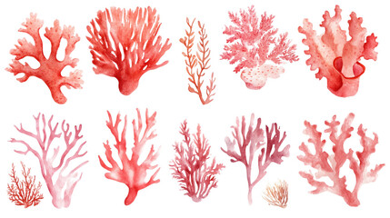 Watercolor pink coral illustrations on transparent background, various coral shapes and seaweed elements, artistic botanical marine collection