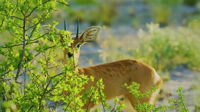 Portrait view of a Steenbok (Raphicerus campestris) in Central Kalahari Game Reserve Afrcia.