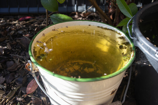 Vintage white metal bucket filled with stagnant water on garden mulch