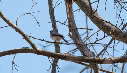 Tufted Titmouse © Neil